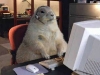 Animals Using Computer (1)