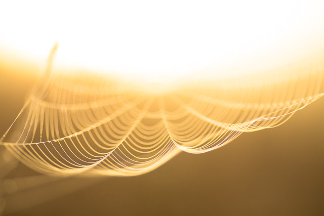 Morning fog, sunrise, and a spider web can make for a cool photo